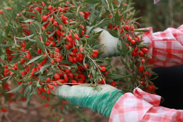 从土壤到餐桌,胖东来的食品安全责任_从土壤到餐桌,胖东来的食品安全责任_从土壤到餐桌,胖东来的食品安全责任