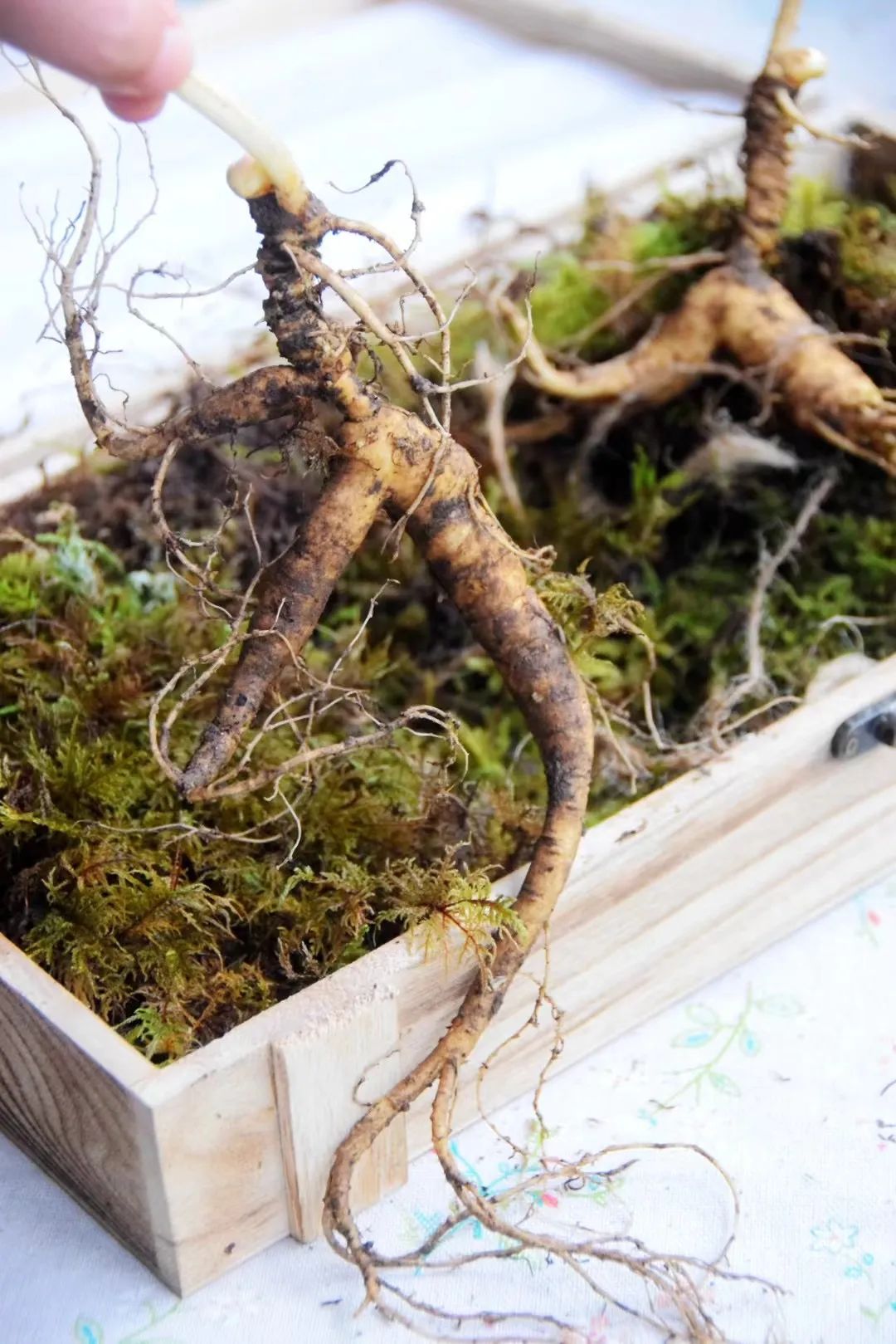 从土壤到餐桌,胖东来的食品安全责任_从土壤到餐桌,胖东来的食品安全责任_从土壤到餐桌,胖东来的食品安全责任