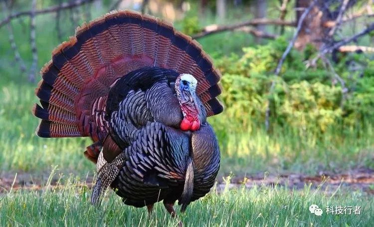 虚拟货币在艺术市场中的应用:如何利用区块链技术保障艺术品的真伪_虚拟艺术品诈骗_虚拟艺术品交易