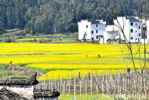 农业振兴与数字物流优化:乡村振兴战略下的供应链革命