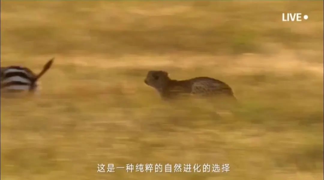 凯迪拉克通过性怎么样_凯迪拉克的信仰是什么_如何通过拥有凯迪拉克提升自信？