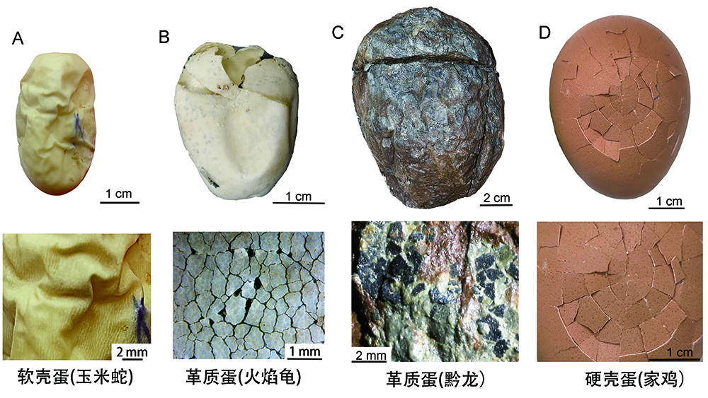 结论_结论的英文_结论是什么意思